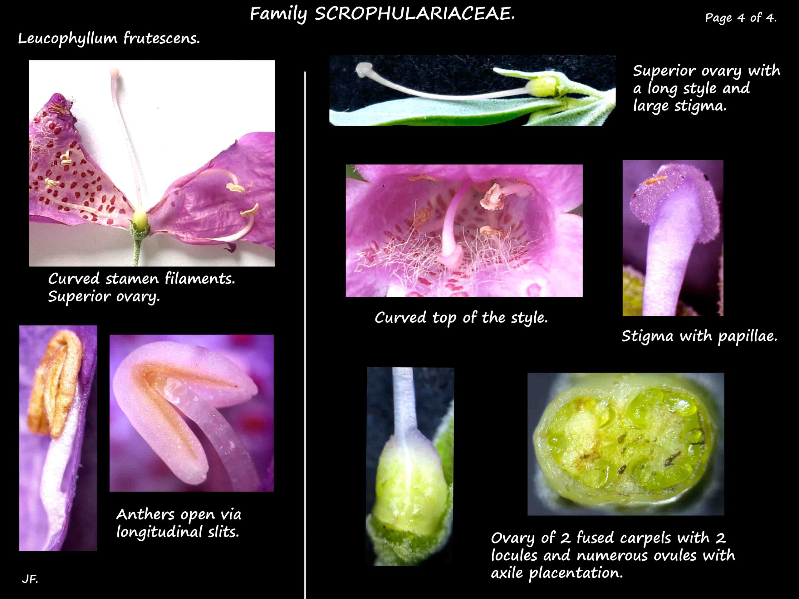 4 Leucophyllum stamens & ovary